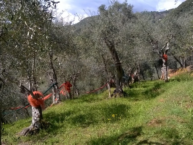 terreno in vendita a pietrasanta via per capezzano