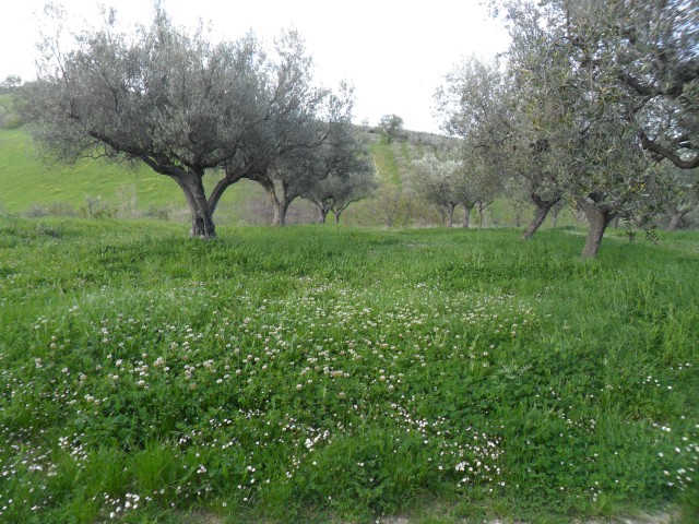 terreno in vendita a lanciano sant%60onofrio