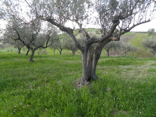 terreno in vendita a lanciano sant%60onofrio