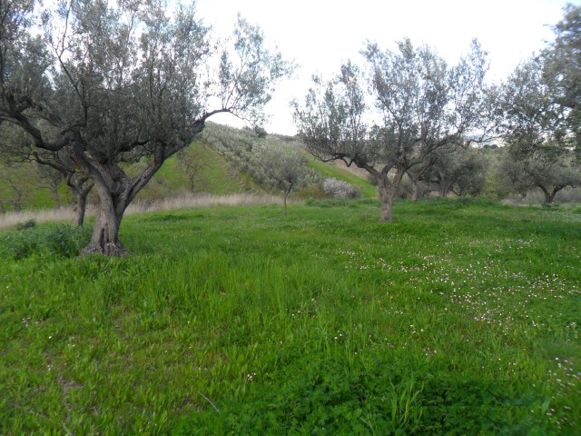 terreno in vendita a lanciano sant%60onofrio