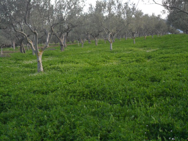 terreno in vendita a lanciano sant%60onofrio