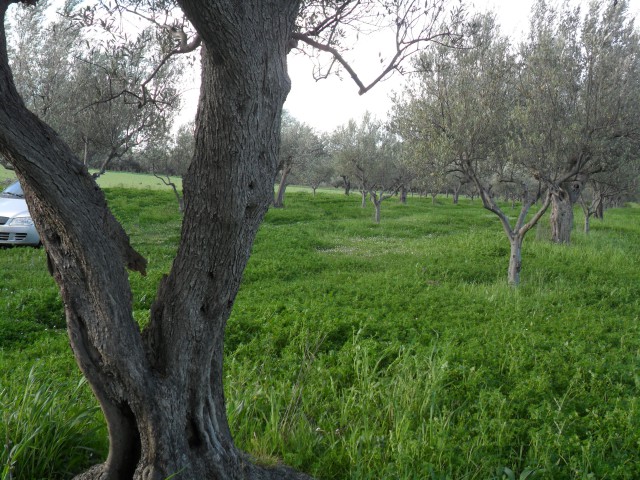 terreno in vendita a lanciano sant%60onofrio