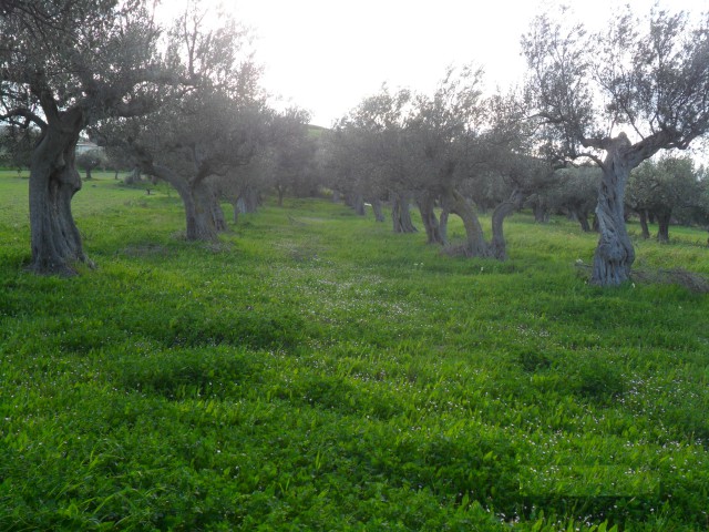 terreno in vendita a lanciano sant%60onofrio