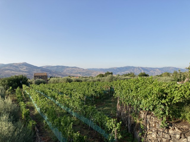 terreno in vendita a randazzo volta rorella