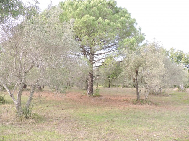 terreno in vendita a carinola casanova