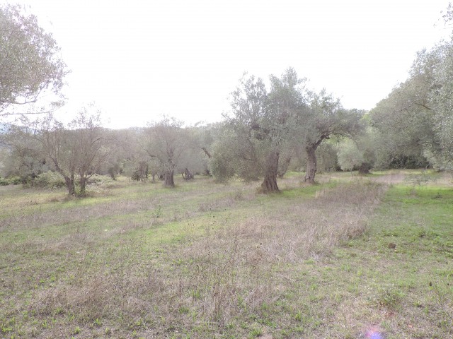 terreno in vendita a carinola casanova