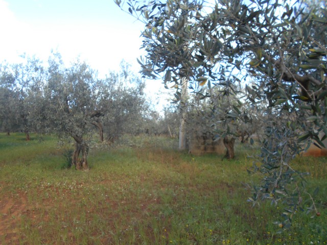 terreno in vendita a castelvetrano via seggio