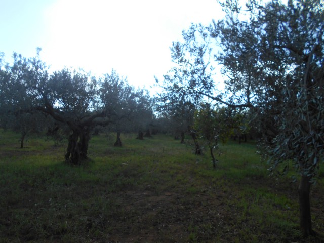 terreno in vendita a castelvetrano via seggio