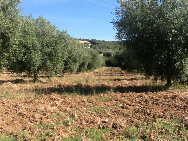 rustico casale corte in vendita a cerchiara di calabria contrada tesauro n 57