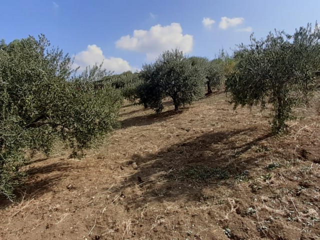 terreno in vendita a misilmeri