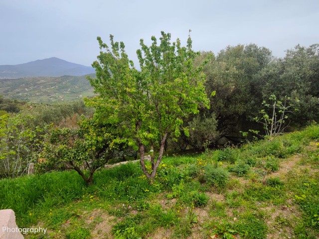 Terreno Agricolo in Vendita ad Ascea via Sp269 Ascea Capoluogo
