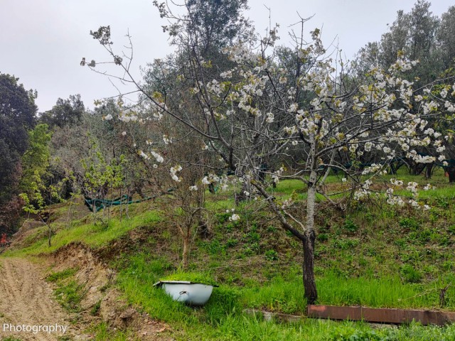 terreno agricolo in vendita ad ascea via sp269