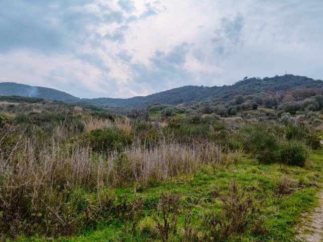 terreno agricolo in vendita ad ascea collinare