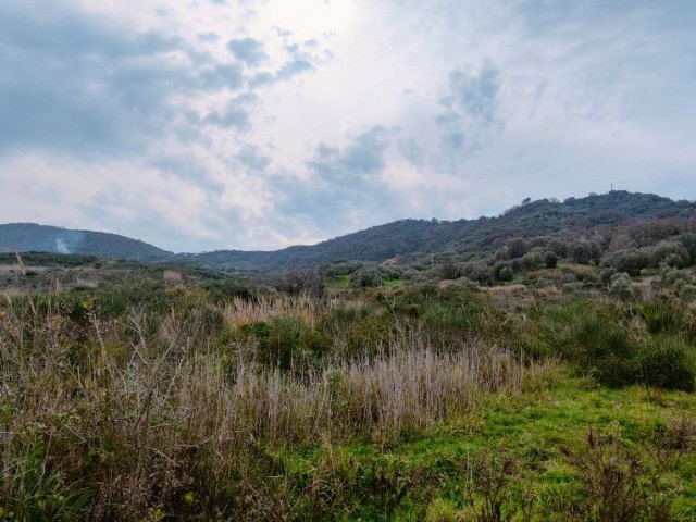 terreno agricolo in vendita ad ascea collinare