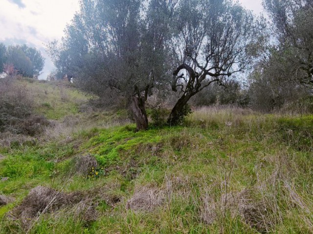 terreno agricolo in vendita ad ascea collinare