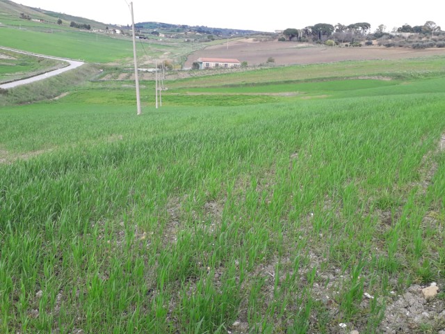 terreno agricolo in vendita a pietraperzia