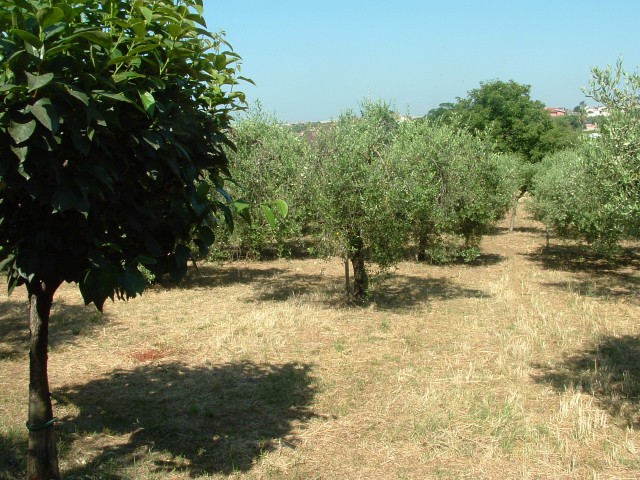 terreno in vendita ad albano laziale via cancelliera