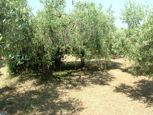 terreno in vendita ad albano laziale via cancelliera