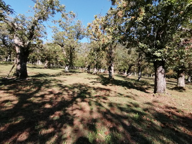 Terreno Agricolo in Vendita a Giffoni Valle Piana