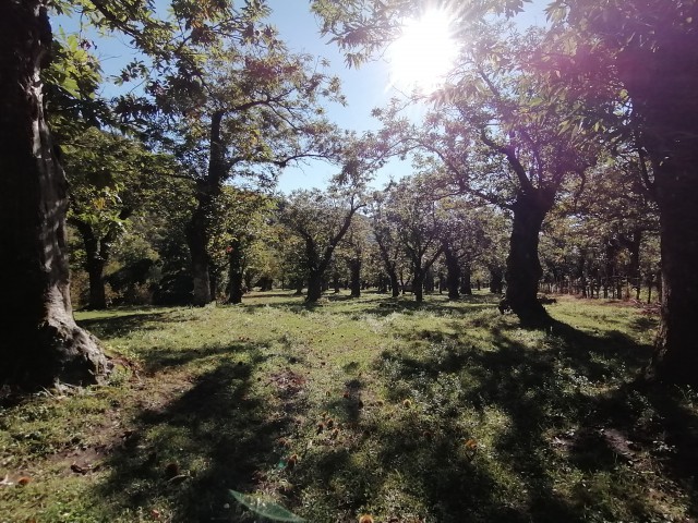 terreno agricolo in vendita a giffoni valle piana