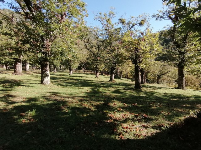 terreno agricolo in vendita a giffoni valle piana