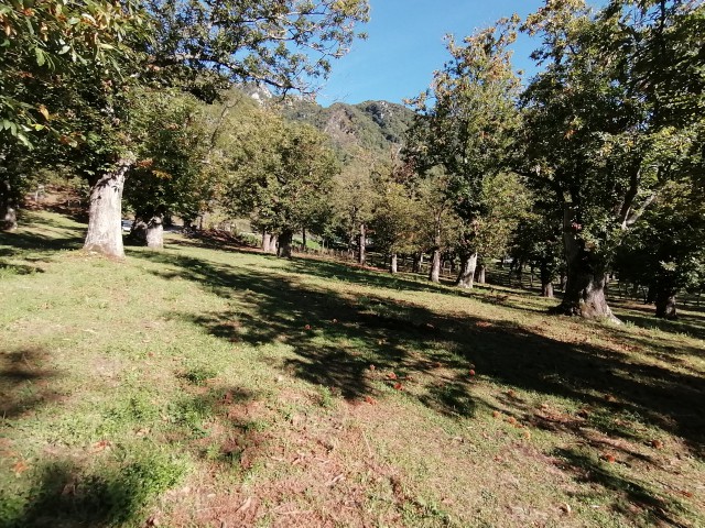 terreno agricolo in vendita a giffoni valle piana