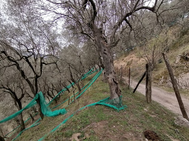 terreno agricolo in vendita a giffoni sei casali