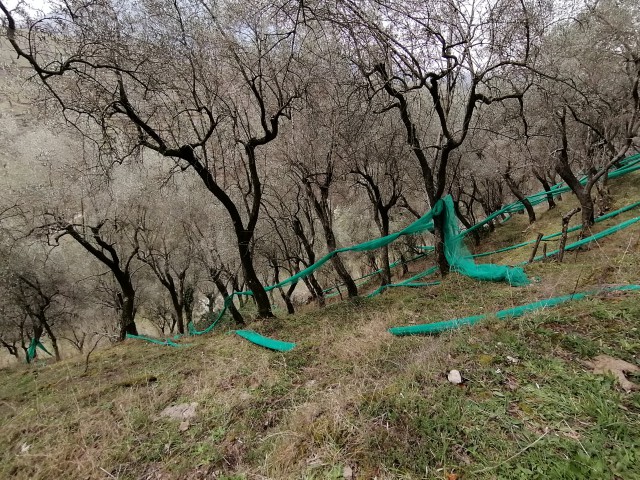 terreno agricolo in vendita a giffoni sei casali