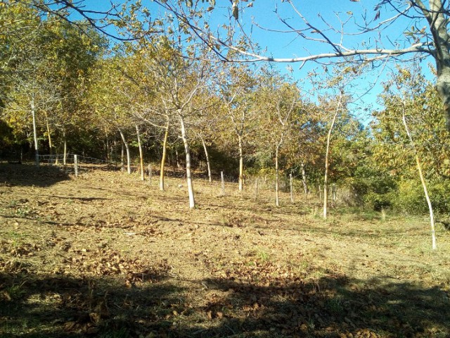 terreno in vendita a castell’azzara