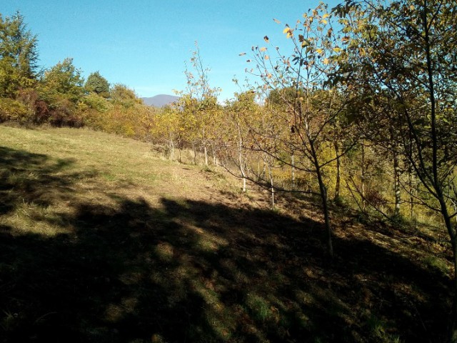 terreno in vendita a castell’azzara